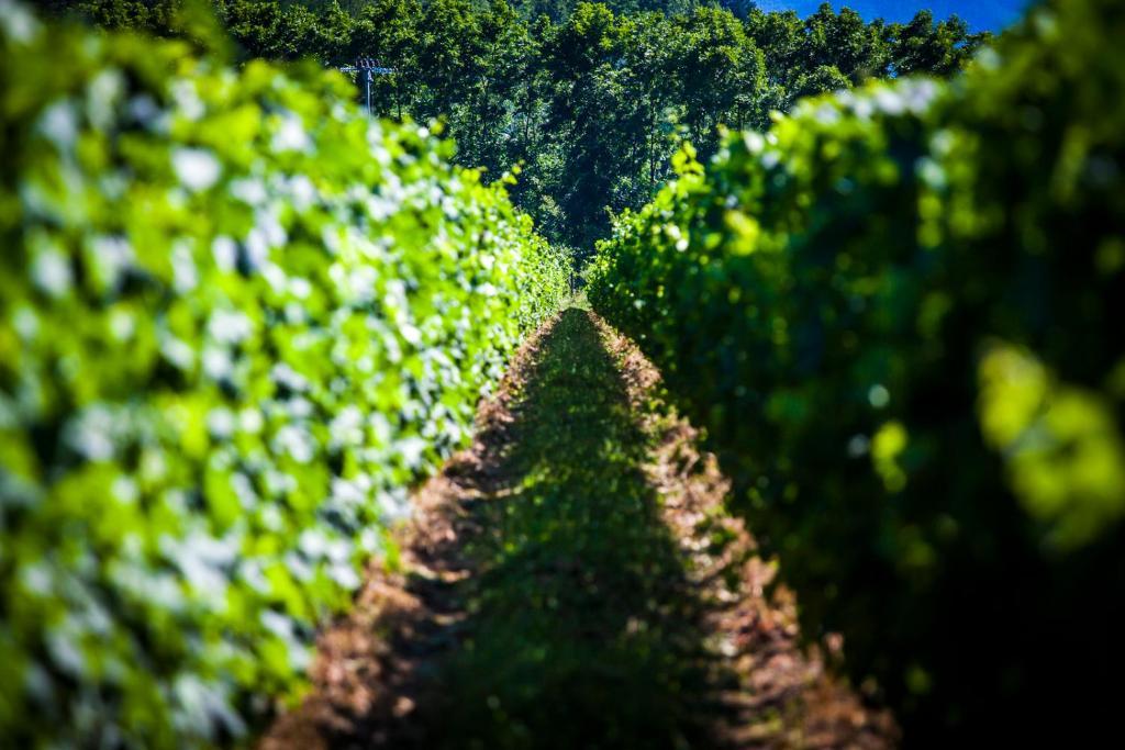 Agriturismo Casteldelpiano Licciana Nardi Εξωτερικό φωτογραφία