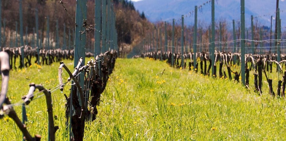 Agriturismo Casteldelpiano Licciana Nardi Εξωτερικό φωτογραφία